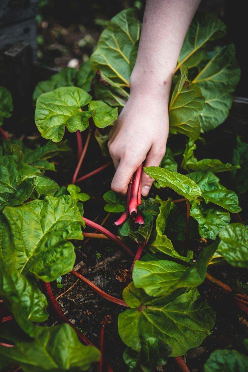 鉢植えを長く楽しむための日常ケア